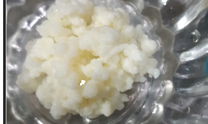 Kefir grains images from customers