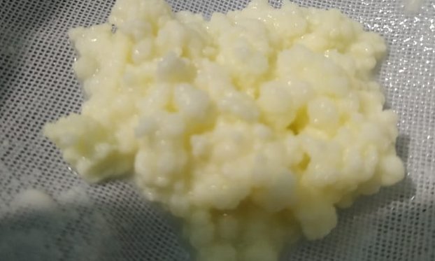 Kefir grains images from customers