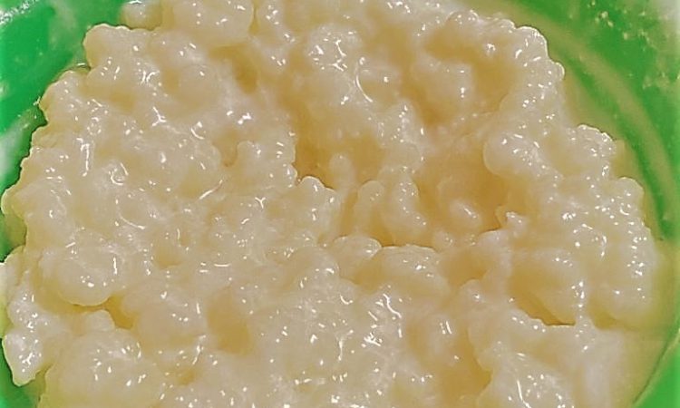 Milk kefir grains image after 2 weeks