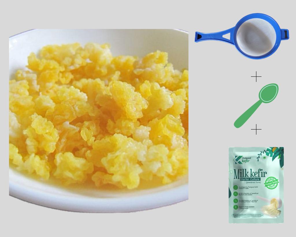 Dehydrated Milk Kefir grains 1520 grams on Rehydration 1 YEAR