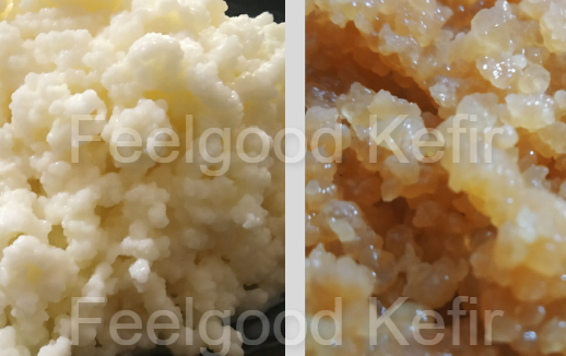 Kefir grains combo